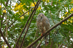 Kaupifalco monogrammicus