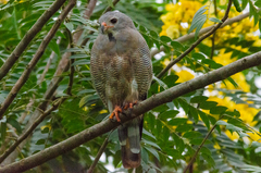 Kaupifalco monogrammicus