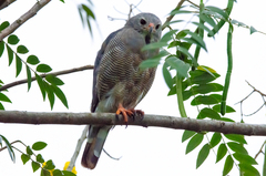 Kaupifalco monogrammicus