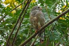 Kaupifalco monogrammicus