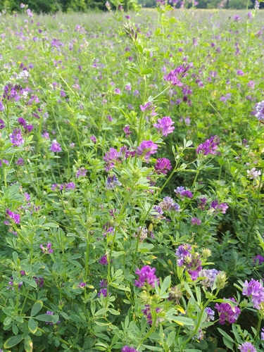 Alfalfa