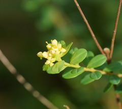 Pimelea flava flava