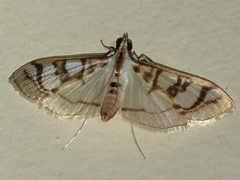 Glyphodes apiospila