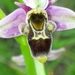 Ophrys scolopax santonica - Photo (c) malosam, algunos derechos reservados (CC BY-NC)