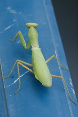 Hierodula patellifera