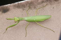Hierodula patellifera