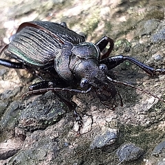 Calosoma alternans