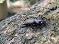 Calosoma alternans
