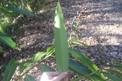 Alpinia caerulea