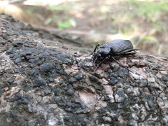 Calosoma alternans