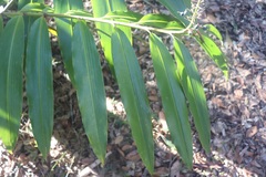 Alpinia caerulea