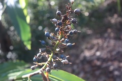 Alpinia caerulea