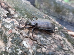 Calosoma alternans