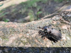 Calosoma alternans