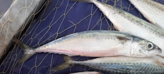 Scomber colias