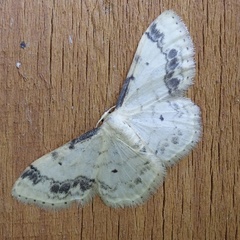 Idaea trigeminata