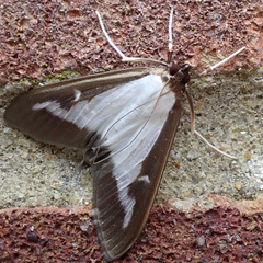 Cydalima perspectalis