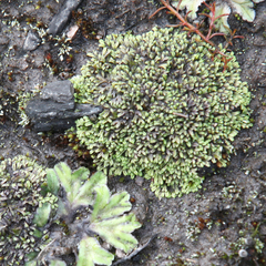 Riccia multifida