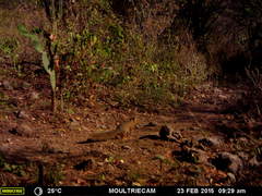 Notocitellus annulatus