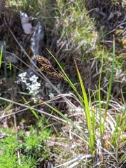 Carex atrata