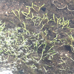 Riccia multifida