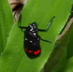 Callitettix versicolor