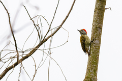 Chloropicus fuscescens