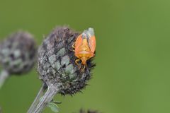 Carpocoris purpureipennis
