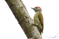 Chloropicus fuscescens