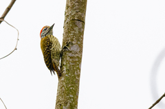 Chloropicus fuscescens