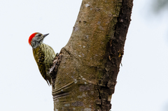 Chloropicus fuscescens