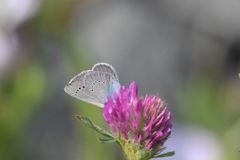 Glaucopsyche lycormas