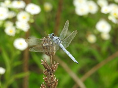 Orthetrum lineostigma