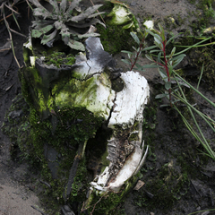Equus caballus