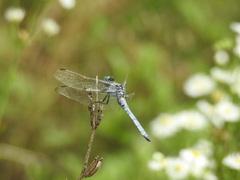 Orthetrum lineostigma