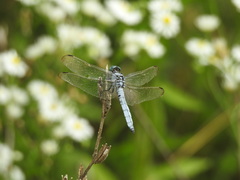 Orthetrum lineostigma