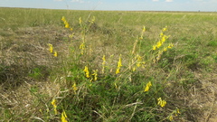 Astragalus mongholicus
