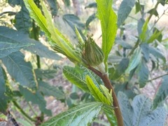 Hibiscus heterophyllus