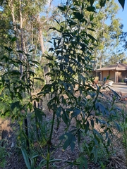 Hibiscus heterophyllus