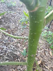 Hibiscus heterophyllus