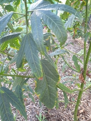 Hibiscus heterophyllus