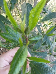 Hibiscus heterophyllus