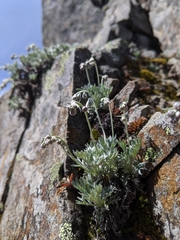 Artemisia kawakamii