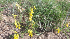 Astragalus mongholicus