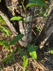 Aristolochia praevenosa