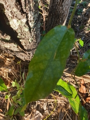 Aristolochia praevenosa