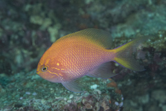 Hawkfish Anthias photo 5