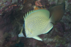 Speckled Butterflyfish photo 4