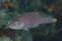 Oxycheilinus orientalis