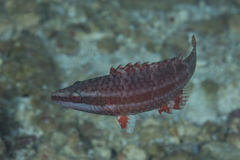 Cheeklined Wrasse photo 4
